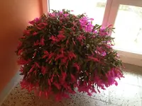 IMG_0496.webp