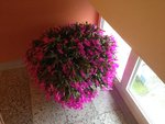 IMG_0495.JPG