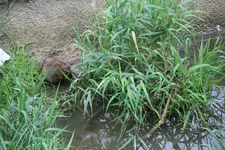 016.webp