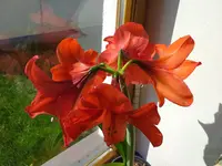 Amaryllis.webp