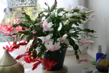 Weihnachtskaktus 0118.webp