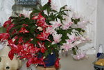 Weihnachtskaktus 0218.JPG