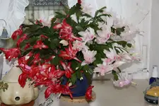 Weihnachtskaktus 0318.webp