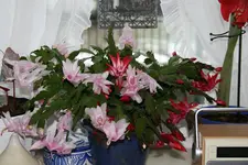 Weihnachtskaktus 0419.webp