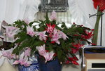 Weihnachtskaktus 0419.JPG