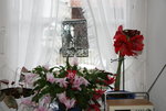 Weihnachtskaktus 0519.JPG