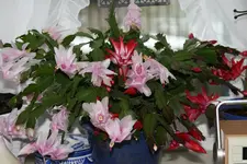 Weihnachtskaktus 0619.webp