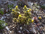 Adonis amurensis_Fukujukai_20.03.2021.JPG