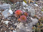 Sempervivum_Gold Nugget_20.03.2021.JPG