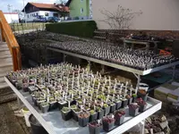 Sempervivum-Tischsammlung_20.03.2021.webp