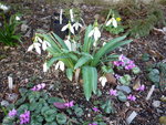 Galanthus_Greenpeace_auf Frühlingsalpenveilchenecke_28.03.2021.JPG