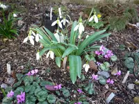 Galanthus_Greenpeace_auf Frühlingsalpenveilchenecke_28.03.2021.webp