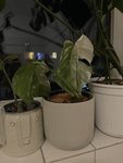 IMG_6049.jpeg