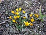 Crocus angustifolius_20.03.2021.JPG