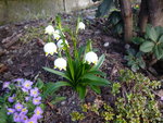 Leucojum vernum_28.03.2021.JPG