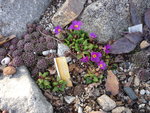Primula juliae_28.03.2021.JPG