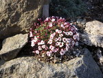 Saxifraga  irvingi jenkinsae_28.03.2021.JPG