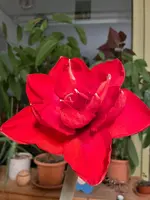 528CE0A2-7DF1-499C-9658-AD922026F8F5.jpeg