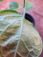 20211225_120408.webp