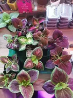 IMG_20211226_145353.webp