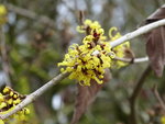P1020337Lichtmeß Zaubernuss.JPG