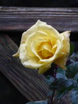 P1060004.JPG