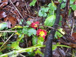 P1060005.JPG