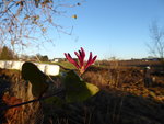 P1060015.JPG