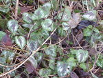 P1060068.JPG