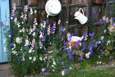 Einjähriger Rittersporn0217.webp