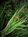 DSCN5498 (2).JPG