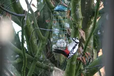 Buntspecht0417.webp