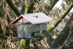 Erlenzeisig0320.JPG