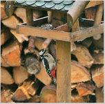 Specht 2.webp