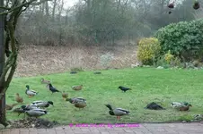 Forum  Enten P1170845.webp