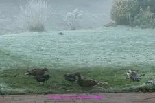 Forum Enten Teichis eisig P1170843.webp