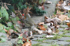 Rotkehlchen0218.webp