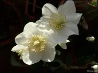 c007.jpg