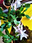 IMG_20220105_115316.jpg