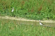 IMG_5680 v (2).JPG