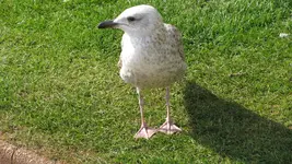 003 Torquay (6).webp