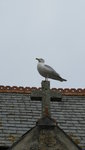004 St. Ives (38).JPG