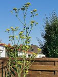 IMG_20210619_075546.jpg