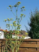 IMG_20210619_075546.webp