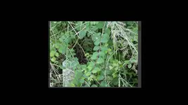 schneebeere.webp