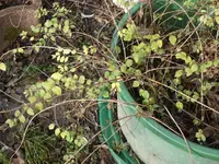 pflanzen winter.webp