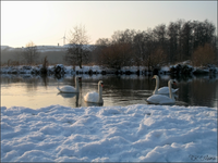 Hausgarten Januar.webp