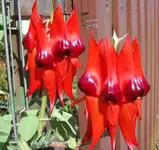 australische Bohne.webp