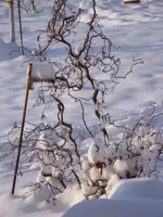 DSCF0390.webp