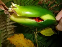 alocasia.webp